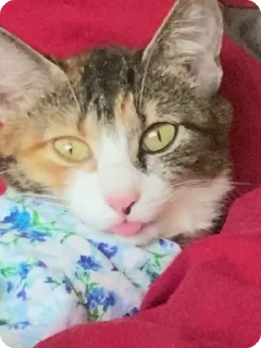 🌟 emoji koshka ne budi menya zaya 💚 Telegram sticker 15 of 30