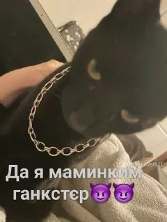 Sticker from ❤️Котеечки-Ван-Лав❤️