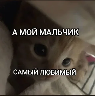🌟 emoji Чеши Telegram sticker 10 of 70