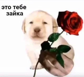 🌹 emoji smth4u Telegram sticker 6 of 56