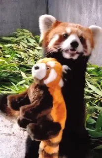 Sticker from RED PANDAS 2.0 • by senlin