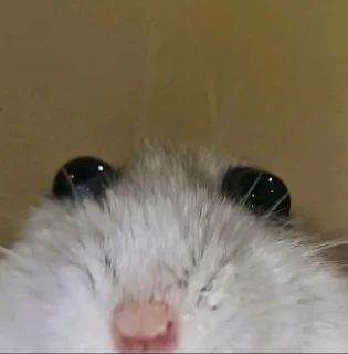 🥺 emoji Дятя тик тока Telegram sticker 14 of 70