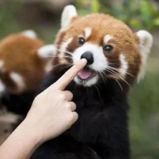 😮 emoji Red panda Telegram sticker 24 of 34