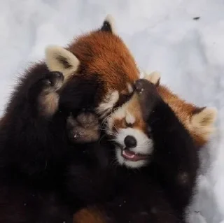 ☺️ emoji Red panda Telegram sticker 23 of 34