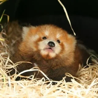 😒 emoji Red panda Telegram sticker 17 of 34
