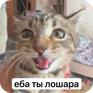 😂 emoji Буся Telegram sticker 23 of 58