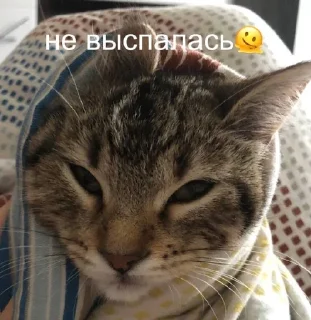 😡 emoji Буся Telegram sticker 5 of 58