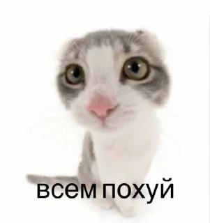 🤨 emoji мяу Telegram sticker 23 of 25