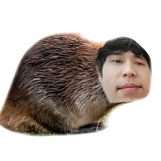 💪 emoji Пашабобр Telegram sticker 15 of 25