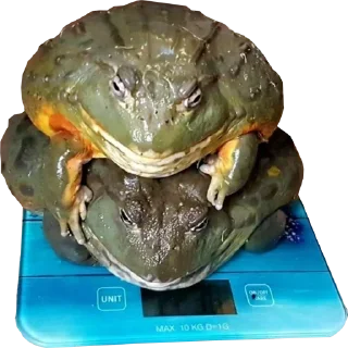 🐸 emoji Жабич @stikeristg Telegram sticker 8 of 21