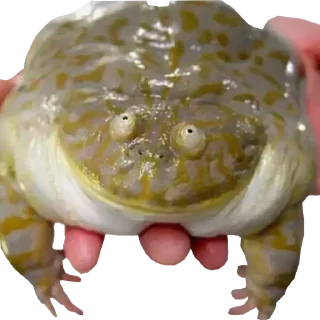 🐸 emoji Жабич @stikeristg Telegram sticker 11 of 21