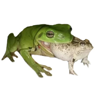 🐸 emoji Жабич @stikeristg Telegram sticker 16 of 21