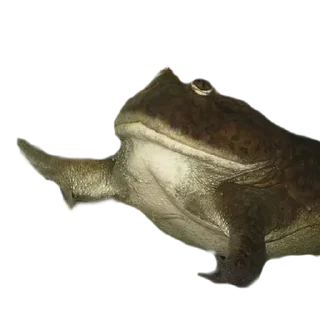 🐸 emoji Жабич @stikeristg Telegram sticker 19 of 21