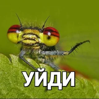 🌟 emoji Шершикс плюс Telegram sticker 13 of 36