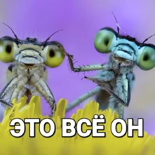 🌟 emoji Шершикс плюс Telegram sticker 14 of 36