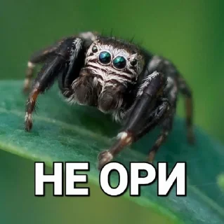 🌟 emoji Шершикс плюс Telegram sticker 20 of 36