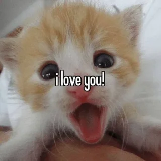 Sticker from cute cats 3 @farad1