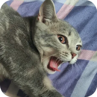 Sticker from Лисса😸