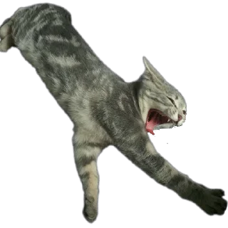 Sticker from Лисса😸