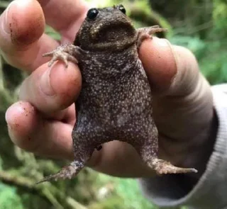 😧 emoji Жабики 🐸 Telegram sticker 19 of 25