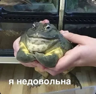 😡 emoji Жабики 🐸 Telegram sticker 18 of 25