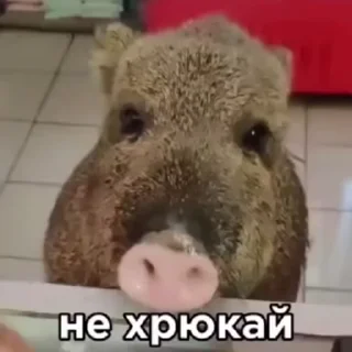 🌟 emoji Сучка Telegram sticker 7 of 46