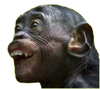 😛 emoji Monkey @TVstickers Telegram sticker 7 of 49
