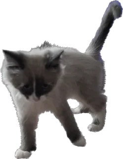 😡 emoji Мистер Лео Telegram sticker 20 of 23