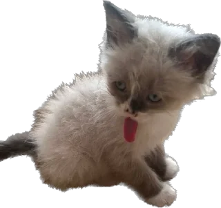 😛 emoji Мистер Лео Telegram sticker 15 of 23