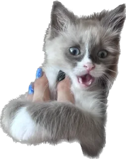 😰 emoji Мистер Лео Telegram sticker 13 of 23