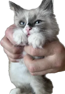 🤗 emoji Мистер Лео Telegram sticker 12 of 23