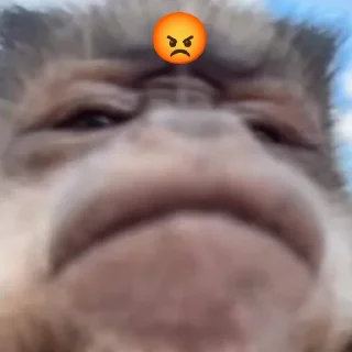 😡 emoji Бибизяна Telegram sticker 5 of 8