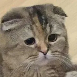 😣 emoji миньОн Telegram sticker 6 of 108