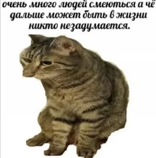 🌟 emoji Мемозг коты, @Kote_Iz_Pitera Telegram sticker 10 of 16
