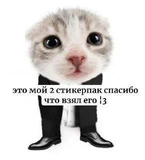 🌟 emoji Мемозг коты, @Kote_Iz_Pitera Telegram sticker 14 of 16