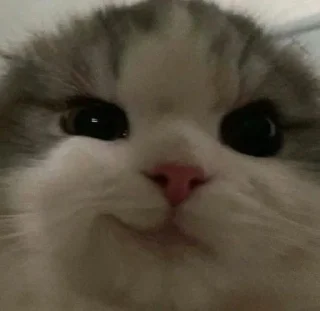 🌟 emoji Котьк Telegram sticker 7 of 79