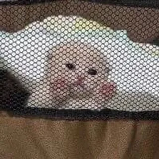 🌟 emoji Котьк Telegram sticker 4 of 79