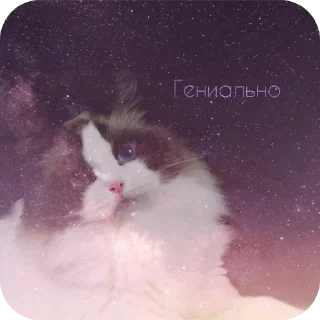 🐱 emoji Просто ржачные коты Telegram sticker 23 of 104