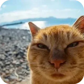🐱 emoji Просто ржачные коты Telegram sticker 9 of 104