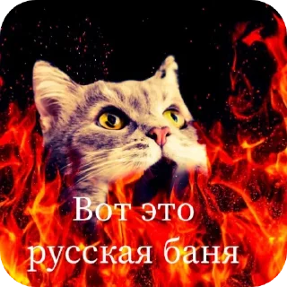🔥 emoji Просто ржачные коты Telegram sticker 6 of 104