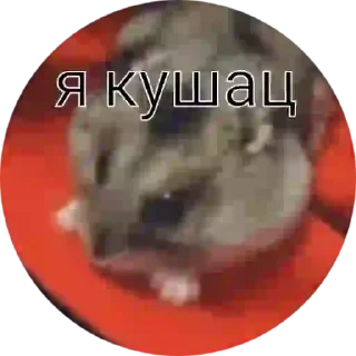 Sticker from Хомячок Елизавета ❤️👼