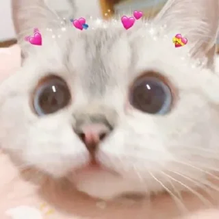 🥰 emoji @dn_wuwu 的私藏（1） Telegram sticker 17 of 62