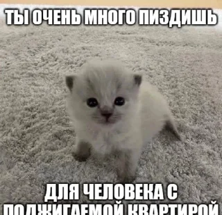Sticker from сукисуки @gavkk