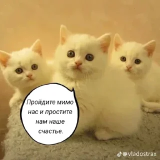 💋 emoji Котофуцианство Telegram sticker 7 of 120