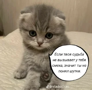 🌟 emoji Котофуцианство Telegram sticker 11 of 120