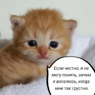 🌟 emoji Котофуцианство Telegram sticker 16 of 120