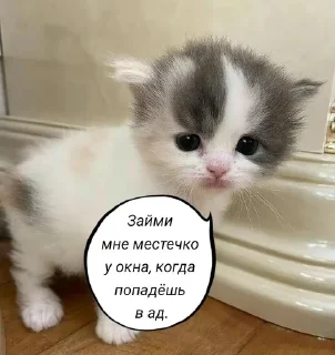 🌟 emoji Котофуцианство Telegram sticker 17 of 120
