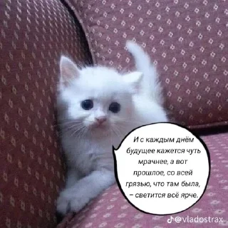 🙁 emoji Котофуцианство Telegram sticker 9 of 120