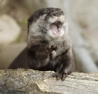 😄 emoji silly otters by ritsu!! Telegram sticker 7 of 65