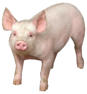 🐷 emoji 100% эмоции и ничего больше! Telegram sticker 19 of 67